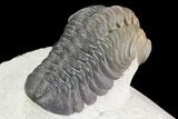 Beautiful, Austerops Trilobite - Ofaten, Morocco #75466-6